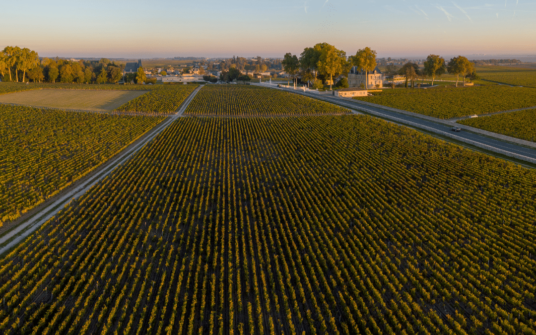 Bordeaux 2025 : un millésime frais, contrasté et prometteur
